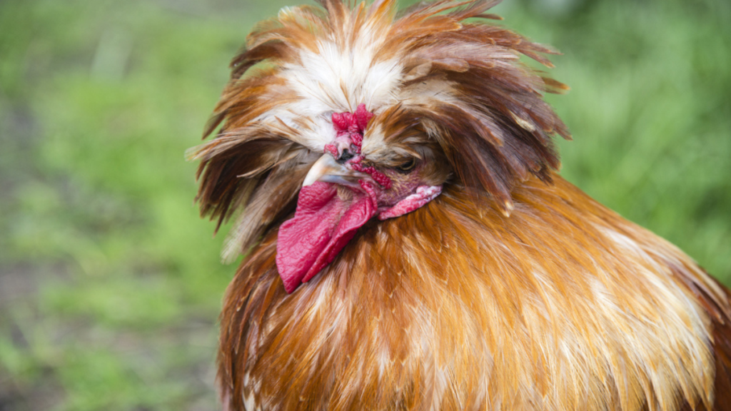 Polish Chickens