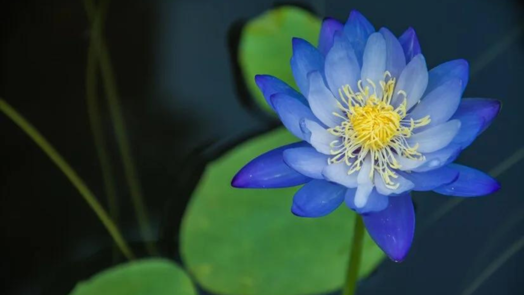 Blue Lotus