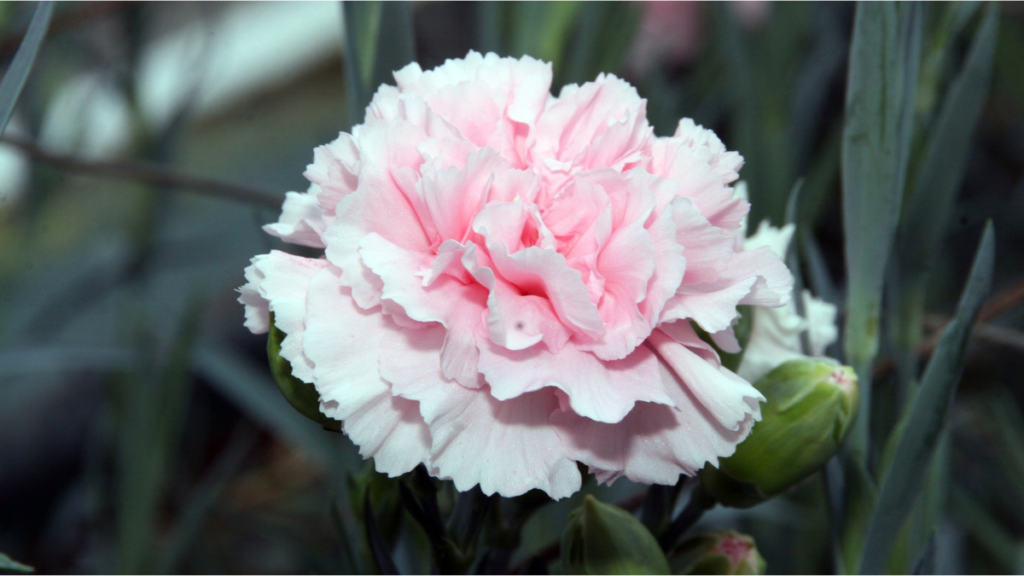 Carnations