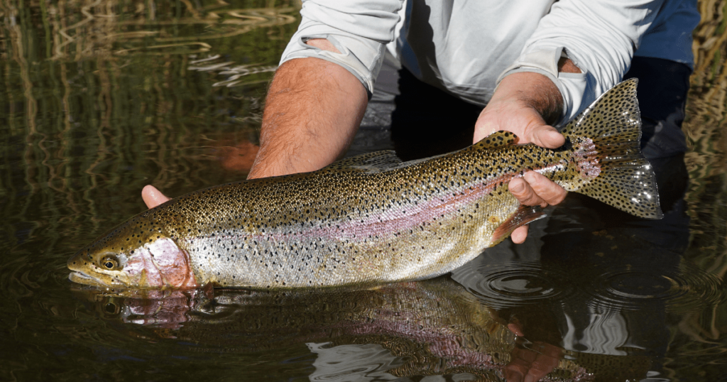 Trout for Clout