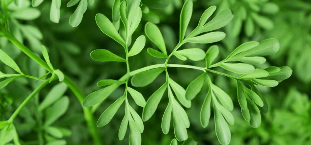 Ruda Plant