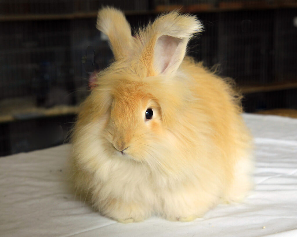 angora rabbits