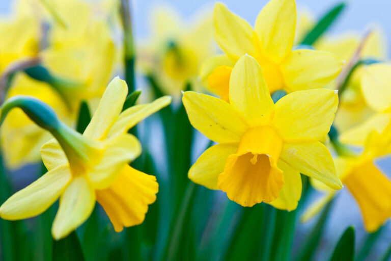 discover the breathtaking beauty of your march birth flower