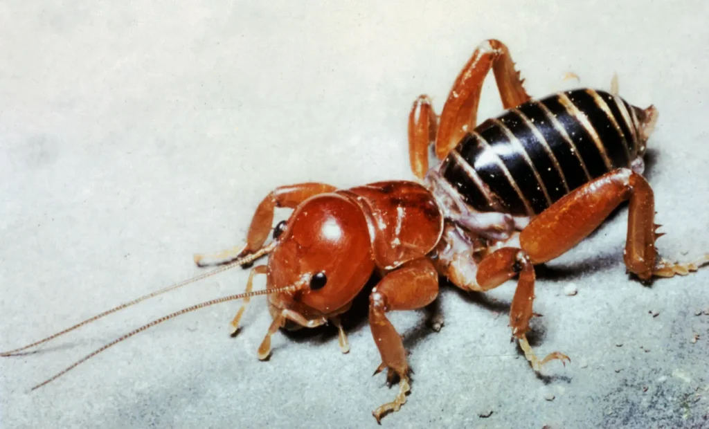 jerusalem cricket
